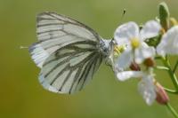 Pieris napi