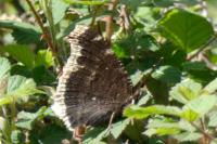 Nymphalis antiopa