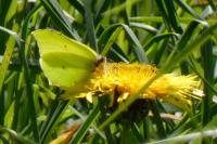 Gonepteryx rhamni