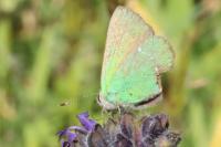 Callophrys rubi