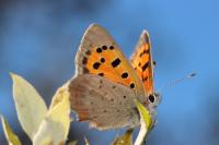 Lycaena phlaeas