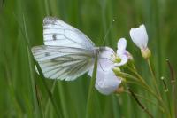Pieris napi