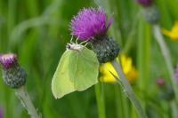 Gonepteryx rhamni