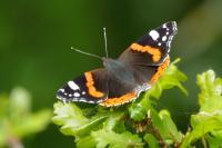 Vanessa atalanta