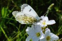 Anthocharis cardamines