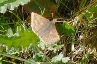 Erynnis tages
