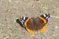 Vanessa atalanta