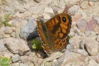 Lasiommata megera