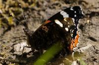 Vanessa atalanta