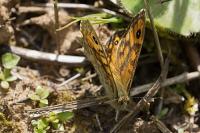 Lasiommata megera