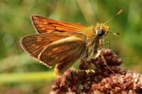 Ochlodes sylvanus