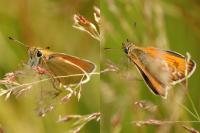 Thymelicus sylvestris
