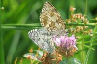Melanargia galathea