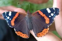 Vanessa atalanta