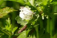 Pieris napi