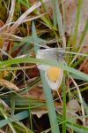 Coenonympha pamphilus