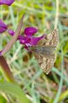 Erynnis tages
