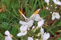 Anthocharis cardamines