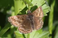 Erynnis tages