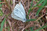 Pieris napi