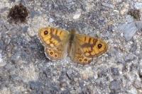 Lasiommata megera