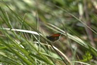 Coenonympha pamphilus