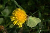 Gonepteryx rhamni