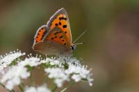 Lycaena phlaeas
