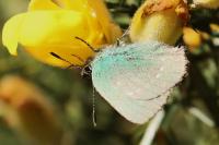 Callophrys rubi