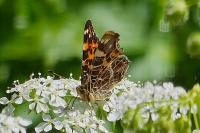 Araschnia levana