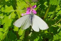 Pieris napi