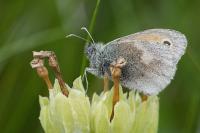 Coenonympha pamphilus