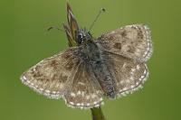 Erynnis tages
