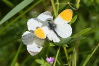 Anthocharis cardamines