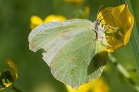 Gonepteryx rhamni