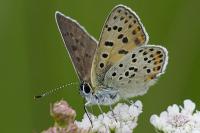 Lycaena tityrus
