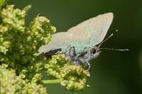 Callophrys rubi