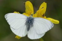 Pieris napi