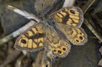 Lasiommata megera