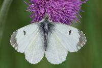 Anthocharis cardamines