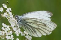 Pieris napi