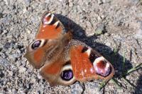 Aglais io