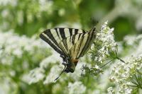 Iphiclides podalirius
