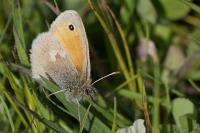 Coenonympha pamphilus