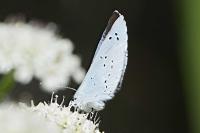 Celastrina argiolus