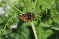 Araschnia levana