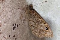 Lasiommata megera