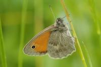Coenonympha pamphilus
