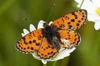 Melitaea didyma