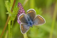 Polyommatus icarus